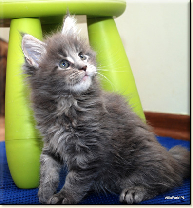 hodowla kotw maine coon Villa Park*PL