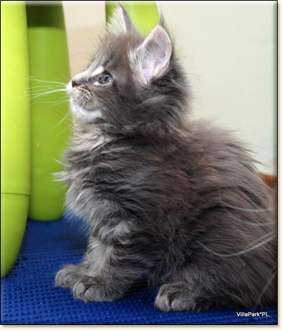 Maine Coon cattery Villa Park*PL