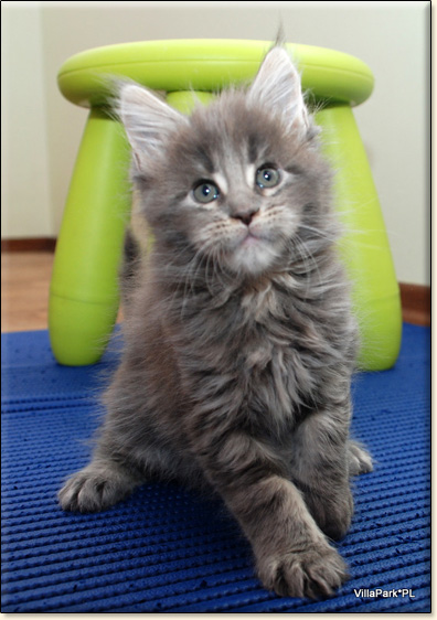 hodowla kotw maine coon Villa Park*PL