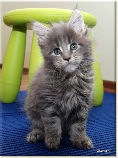 hodowla kotw rasy Maine Coon Villa Park*PL