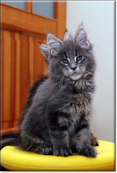 Maine Coon cattery Villa Park*PL