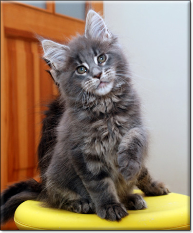 hodowla kotw maine coon Villa Park*PL