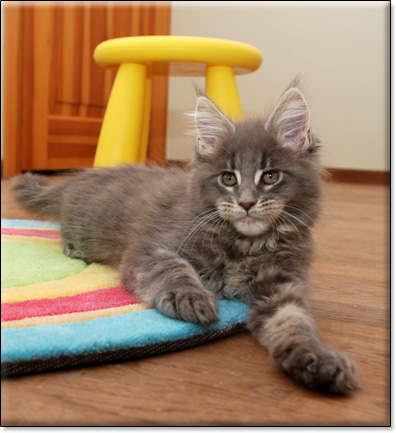 Maine Coon cattery Villa Park*PL