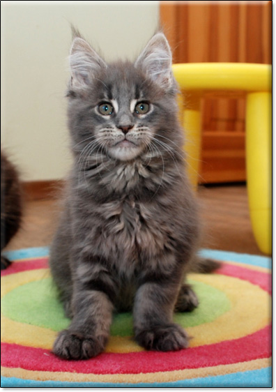 hodowla kotw rasy Maine Coon Villa Park*PL