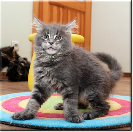 Maine Coon cattery Villa Park*PL