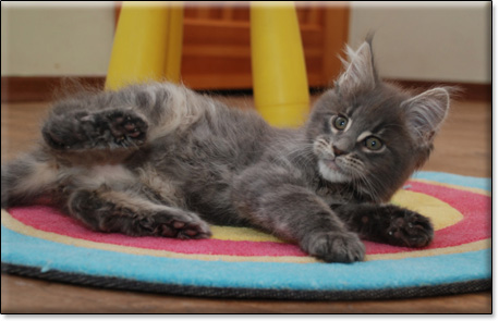 hodowla kotw maine coon Villa Park*PL