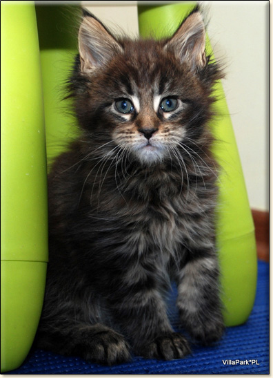 hodowla kotw maine coon Villa Park*PL