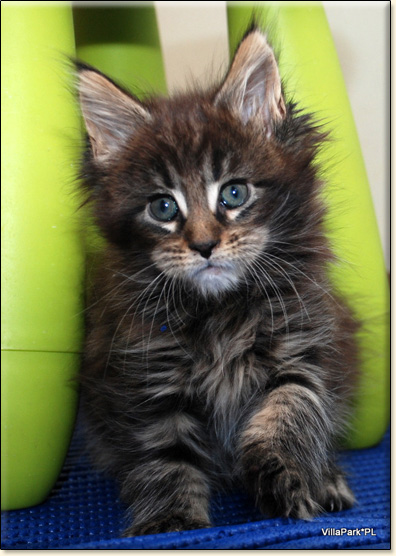 hodowla kotw maine coon Villa Park*PL