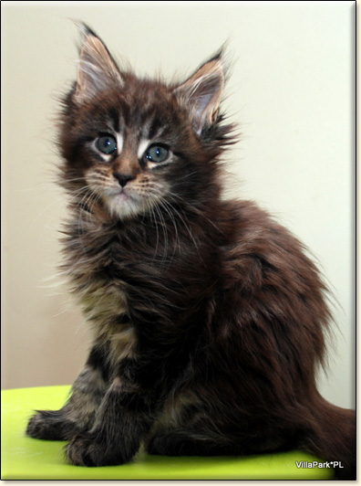 Maine Coon cattery Villa Park*PL