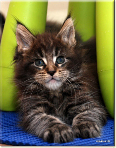 hodowla kotw rasy Maine Coon Villa Park*PL