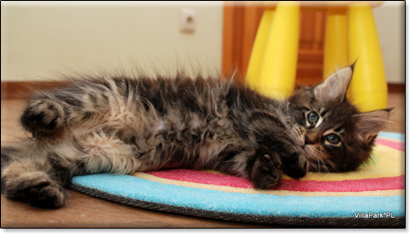 Maine Coon cattery Villa Park*PL