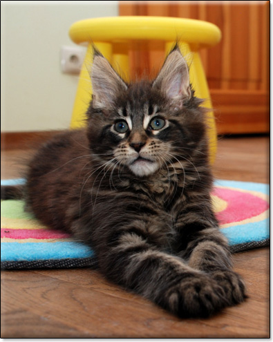 hodowla kotw maine coon Villa Park*PL