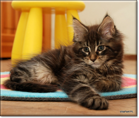 Maine Coon cattery Villa Park*PL