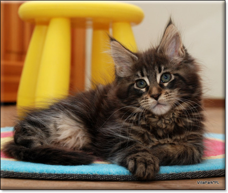 hodowla kotw maine coon Villa Park*PL