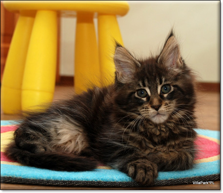 hodowla kotw rasy Maine Coon Villa Park*PL