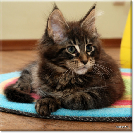 Maine Coon cattery Villa Park*PL