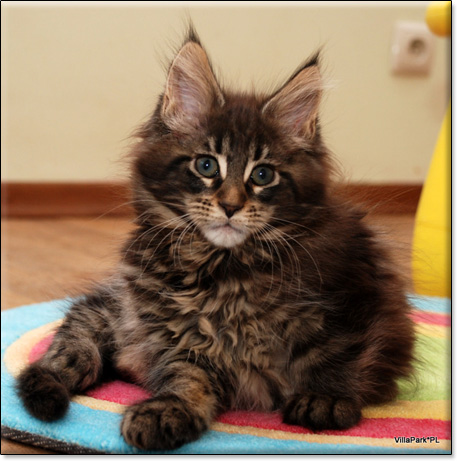 hodowla kotw maine coon Villa Park*PL