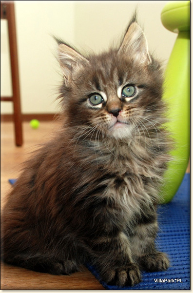 hodowla kotw rasy Maine Coon Villa Park*PL