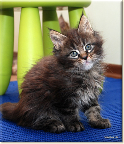 hodowla kotw maine coon Villa Park*PL