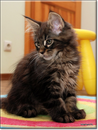 Maine Coon cattery Villa Park*PL