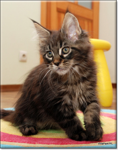 Maine Coon cattery Villa Park*PL