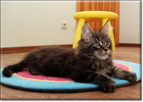 hodowla kotw maine coon Villa Park*PL