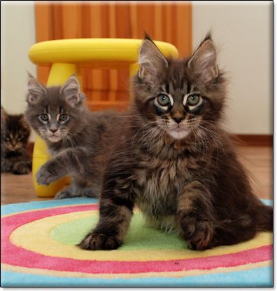 hodowla kotw rasy Maine Coon Villa Park*PL