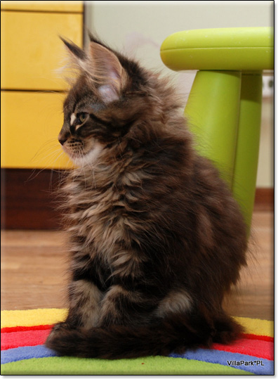 Maine Coon cattery Villa Park*PL