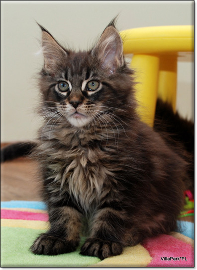 hodowla kotw maine coon Villa Park*PL