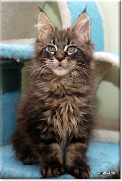 hodowla kotw rasy Maine Coon Villa Park*PL