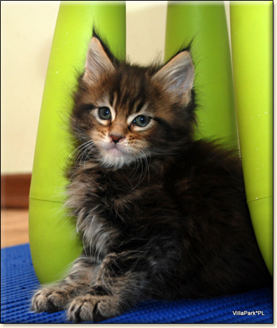 hodowla kotw rasy Maine Coon Villa Park*PL