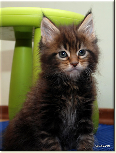 Maine Coon cattery Villa Park*PL