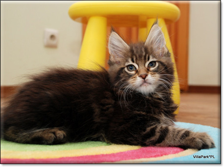 Maine Coon cattery Villa Park*PL