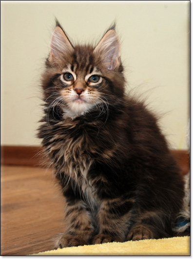 hodowla kotw maine coon Villa Park*PL