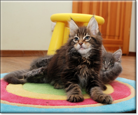 hodowla kotw rasy Maine Coon Villa Park*PL