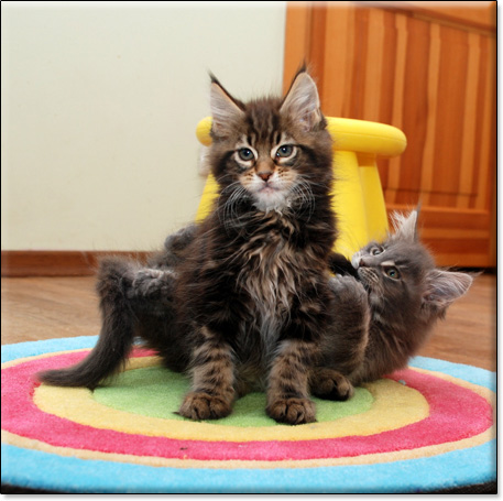 Maine Coon cattery Villa Park*PL