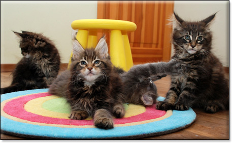 hodowla kotw maine coon Villa Park*PL