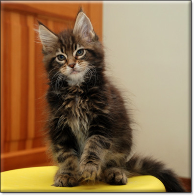 hodowla kotw rasy Maine Coon Villa Park*PL