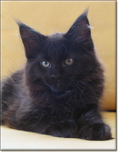 hodowla kotw maine coon Villa Park*PL