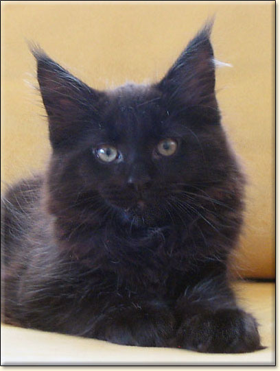 hodowla kotw rasy Maine Coon Villa Park*PL