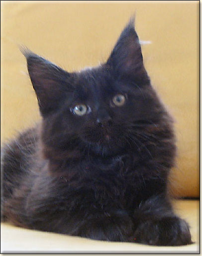 hodowla kotw maine coon Villa Park*PL