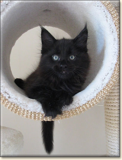 hodowla kotw maine coon Villa Park*PL