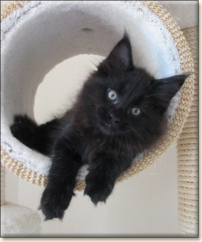 hodowla kotw maine coon Villa Park*PL