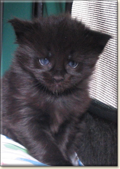 hodowla kotw maine coon Villa Park*PL