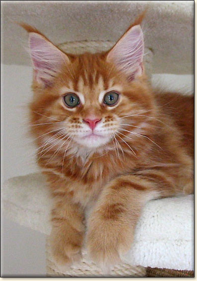 hodowla kotw rasy Maine Coon Villa Park*PL