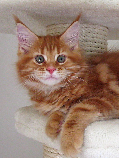 hodowla kotw maine coon Villa Park*PL