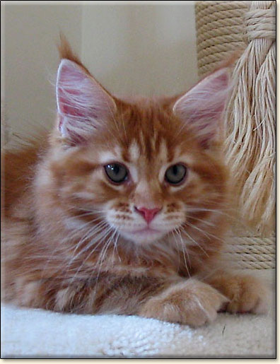 Maine Coon cattery Villa Park*PL