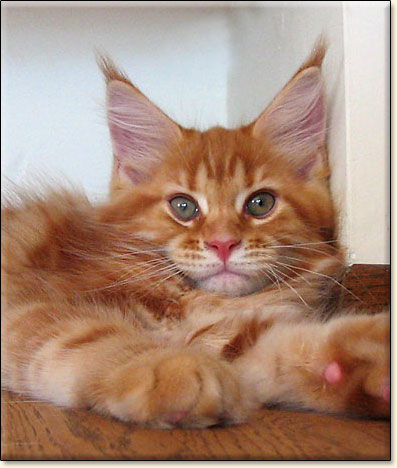 maine coon cattery Villa Park*PL