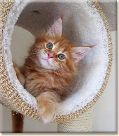 hodowla kotw maine coon Villa Park*PL