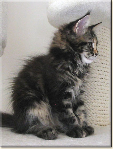 hodowla kotw rasy Maine Coon Villa Park*PL